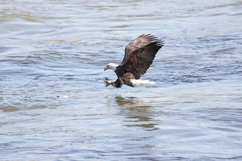 Jackson: 13-Mile Scenic Float with Teton Views