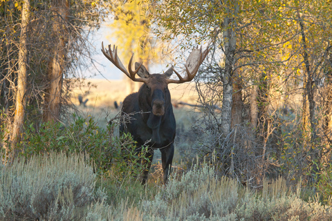 Jackson: 13-Mile Scenic Float with Teton Views