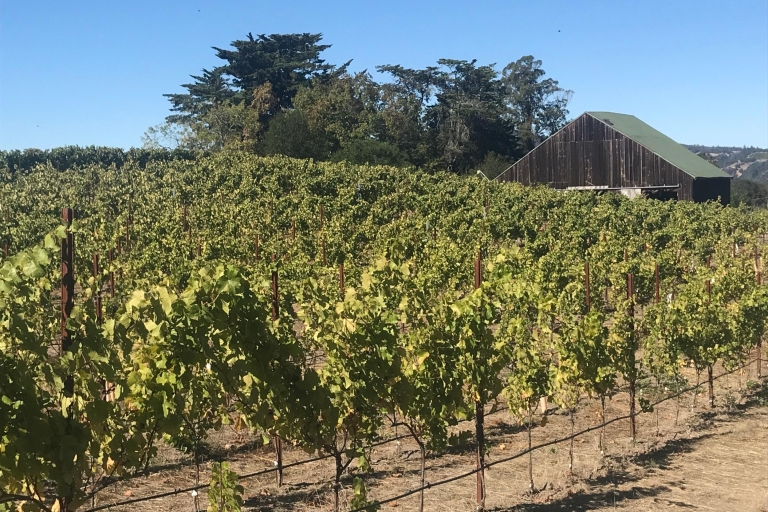 San Francisco: Wycieczka po winnicach Sonoma w małej grupie z degustacjami