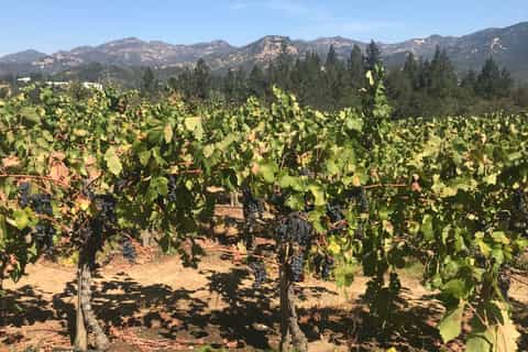 San Francisco: Small-Group Sonoma Wine Tour with Tastings