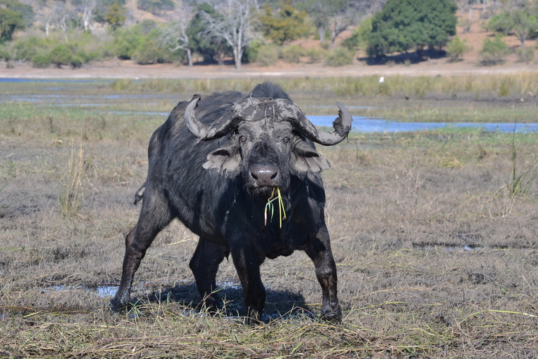 Desde las cataratas Victoria Excursión de un día a Chobe, Botsuana