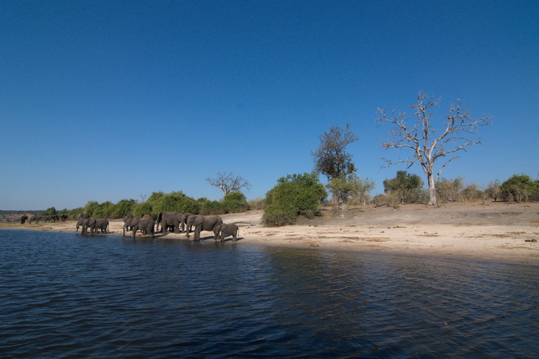 Desde las cataratas Victoria Excursión de un día a Chobe, Botsuana
