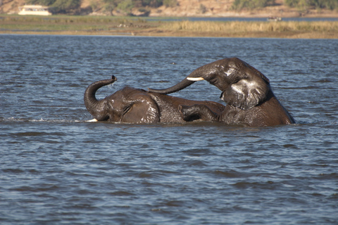Desde las cataratas Victoria Excursión de un día a Chobe, Botsuana
