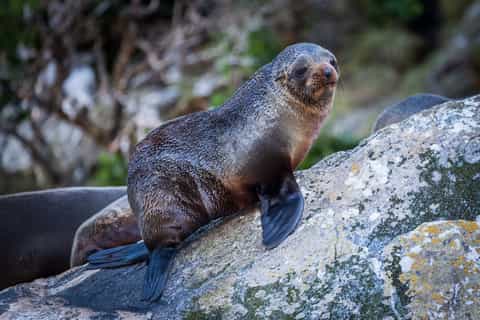 Milford Sound: 2-Hour Small Boat Scenic Cruise