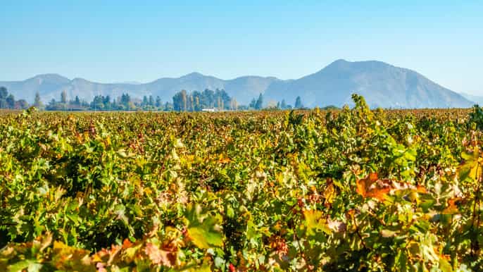 santiago concha and toro wine experience