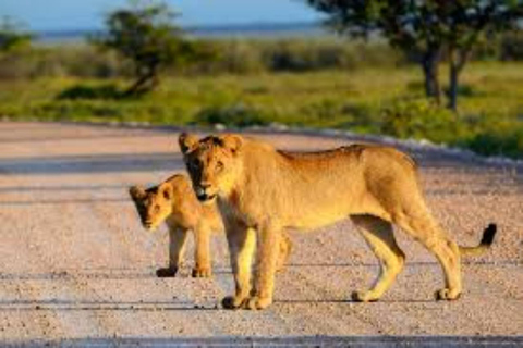 From Nairobi: Private 3-Day Masai Mara Big Five Game Drive