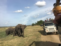 Polonnaruwa Sight Seeing Tour and Minneriya Elephant Safari - Housity