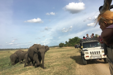 Visite de Polonnaruwa et safari à dos d'éléphant à Minneriya