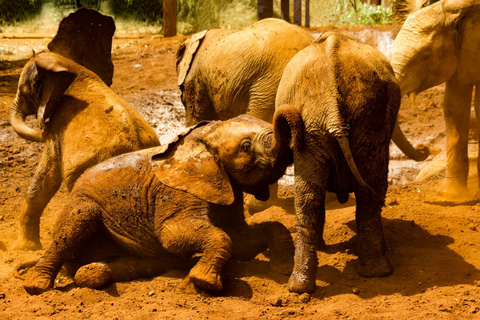 Nairobi: Nationalpark, Elefantenwaisenhaus und Giraffenzentrum