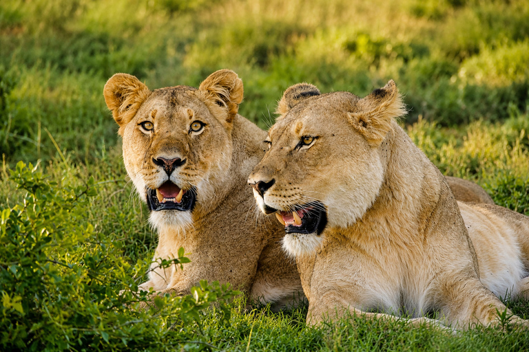 Schotia Safari – Big 5 Experience with High Lion Sightings