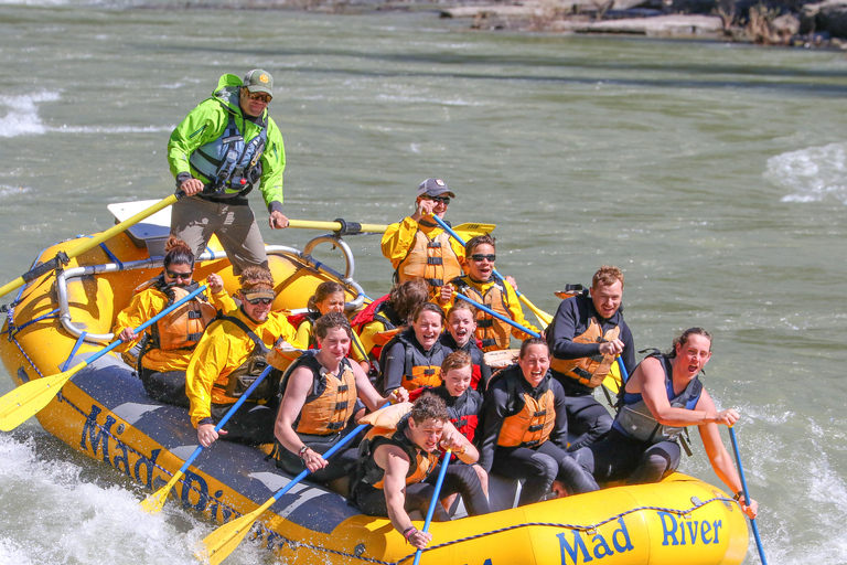 Jackson: gita di rafting in barca classica di 8 migliaTour di gruppo