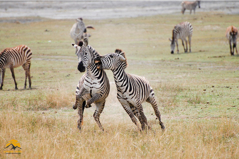 3-Day Wildlife Wonder! Tarangire, Lake Manyara & Ngorongoro.