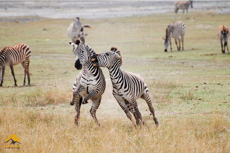 3-Day Wildlife Wonder! Tarangire, Lake Manyara & Ngorongoro.