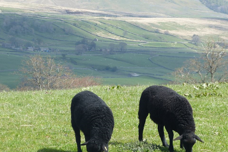 Van York: Full-Day Yorkshire Dales Tour