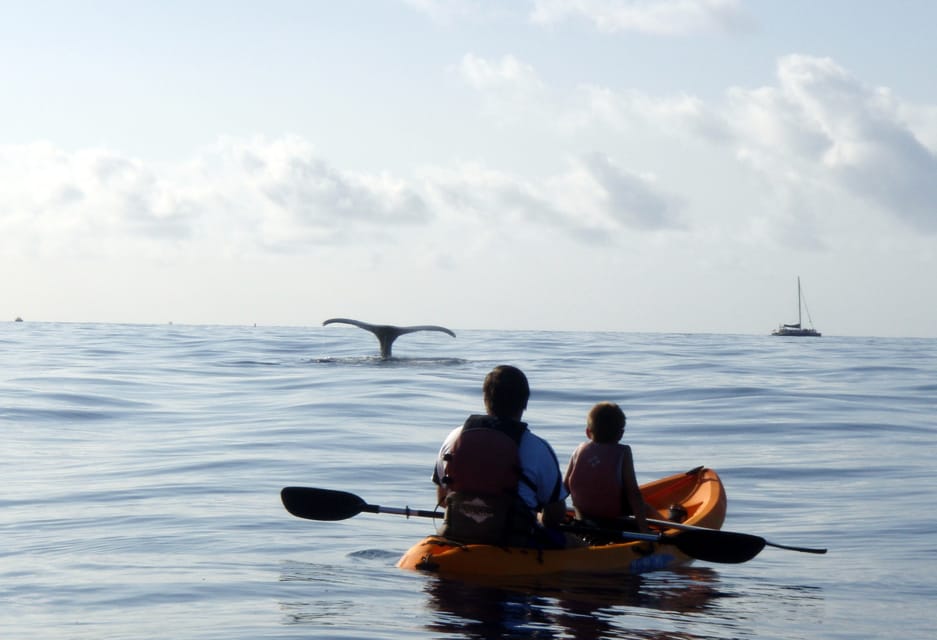 Maui: Whale Watch Kayaking and Snorkel Tour in Kihei 