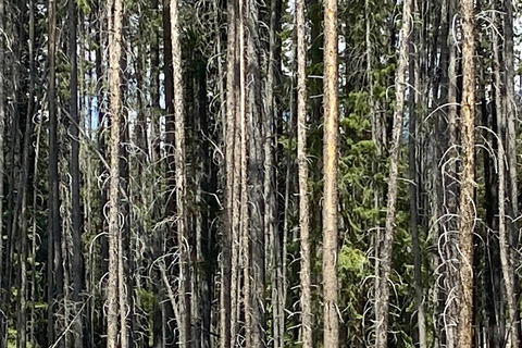 Canmore/Banff: Esplora Banff e la fauna selvatica