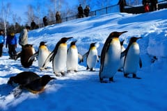 Sapporo: Asahiyama Zoo und Shirahige Falls Ausflug /mit Abholung