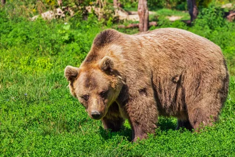 Hoonah: Excursión costera por el Estrecho Helado a la Isla del Oso