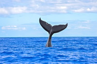 Ma'alaea Harbour, baleine qui regarde des catamaranes croisière - Housity