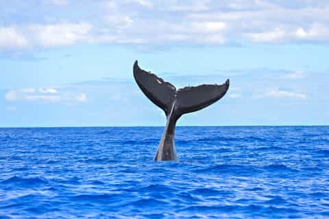 Lahaina: Maui Channel Whale-Watching Catamaran Cruise