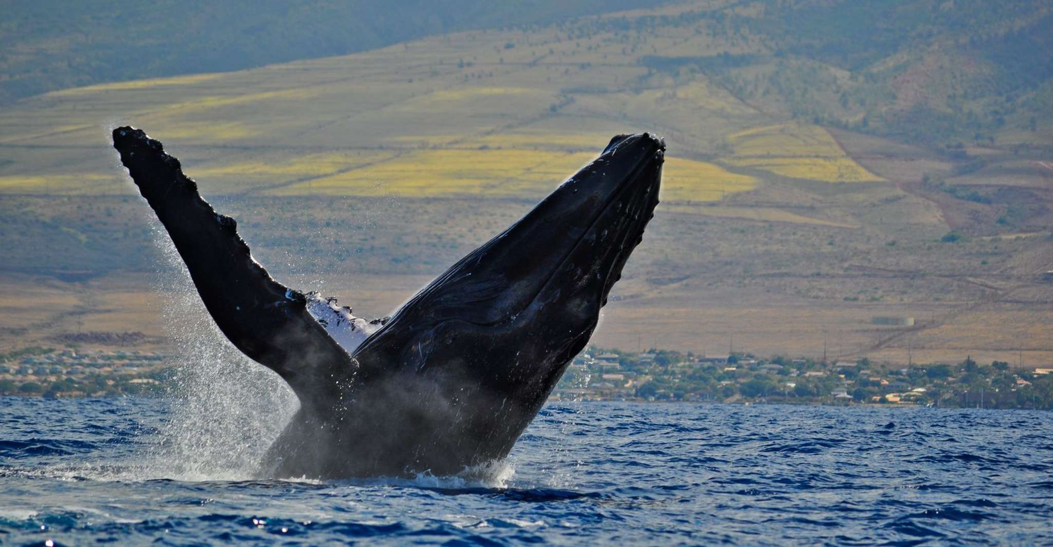 Ma'alaea Harbor, Whale Watching Catamaran Cruise - Housity