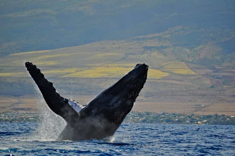 lahaina maui channel whale watching catamaran cruise