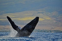 Ma'alaea Harbour, baleine qui regarde des catamaranes croisière - Housity