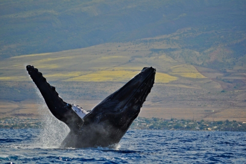 Lahaina: catamarancruise op Maui Channel om walvissen te spotten2 uur Early Bird Whale Watch - vertrek om 730 uur