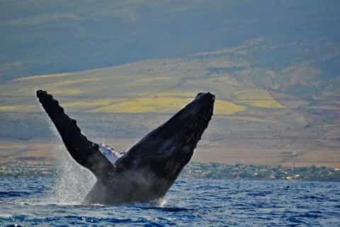 Lahaina: Maui Channel Whale-Watching Catamaran Cruise