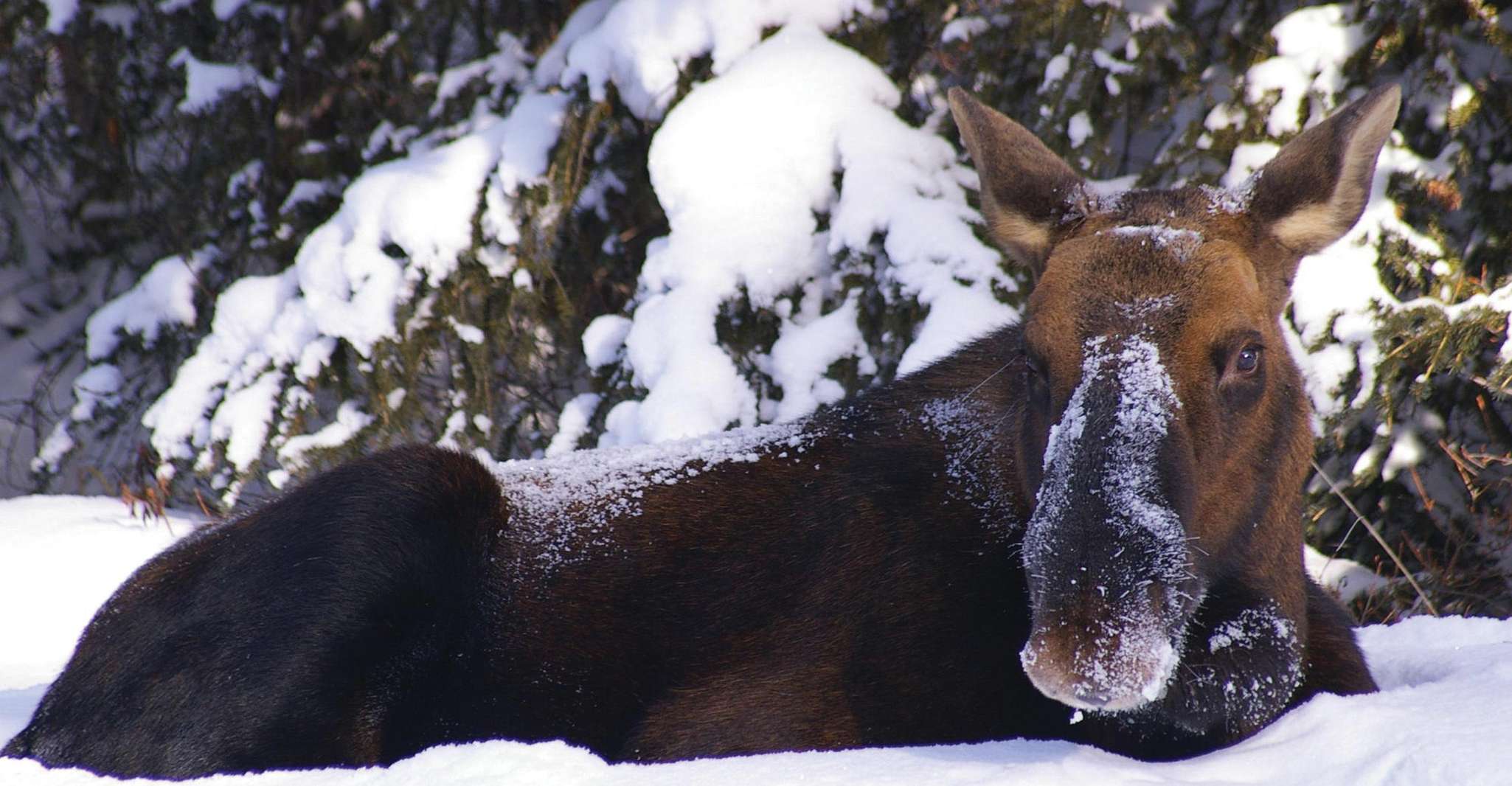 Jasper, Tour en autobús de vida silvestre de invierno en el Parque Nacional Jasper - Hizvo
