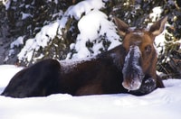 Jasper, Inverno Wildlife Bus Tour nel Parco Nazionale di Jasper - Hizvo