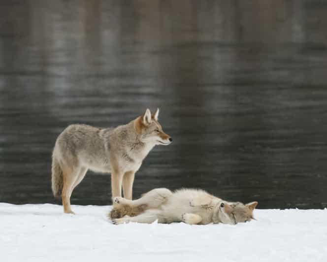 Jasper : Visite en bus de la faune hivernale dans le parc national ...