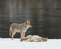 Jasper, Inverno Wildlife Bus Tour nel Parco Nazionale di Jasper - Hizvo