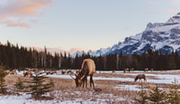 Jasper, Inverno Wildlife Bus Tour nel Parco Nazionale di Jasper - Hizvo