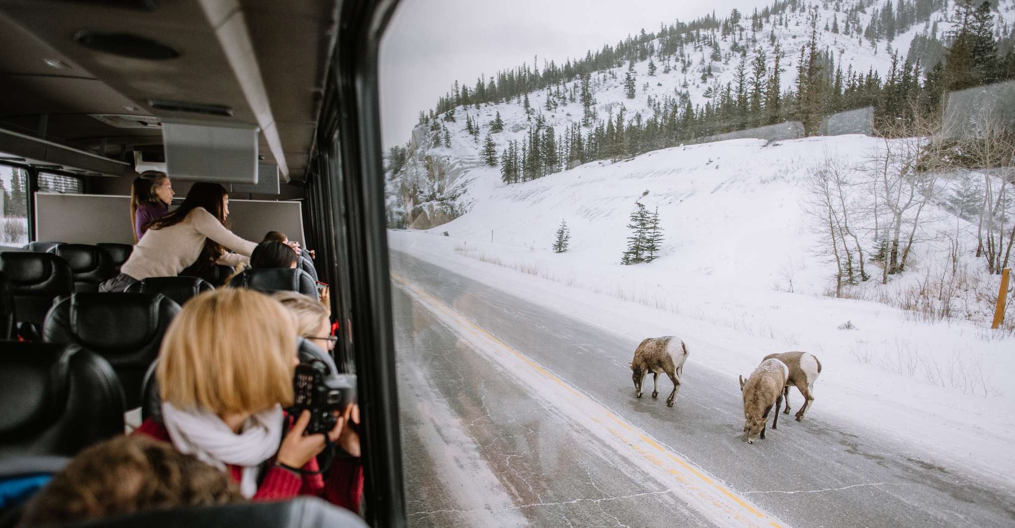 Jasper, Tour en autobús de vida silvestre de invierno en el Parque Nacional Jasper - Hizvo