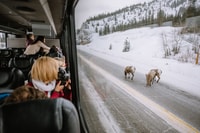 Jasper, Inverno Wildlife Bus Tour nel Parco Nazionale di Jasper - Hizvo