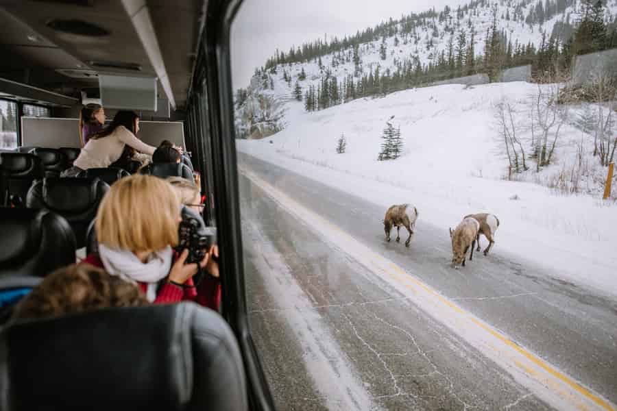 Jasper: Winter Wildlife Bustour im Jasper National Park. Foto: GetYourGuide