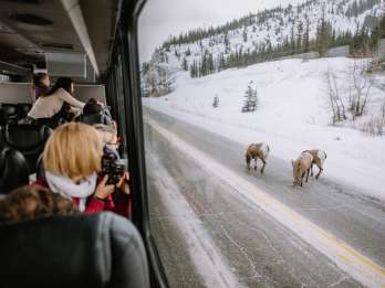 Jasper: Winter Wildlife Bus Tour im Jasper National Park