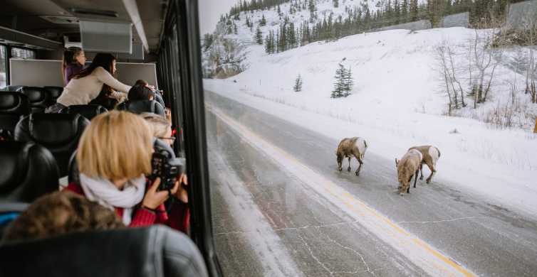 Jasper National Park Winter Wildlife Discovery Tour GetYourGuide