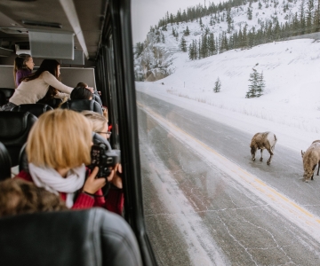 Jasper: Winter Wildlife Bus Tour in Jasper National Park
