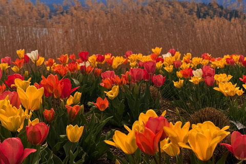Tokyo: Private Guided Tour Mount Fuji , Hakone & Lakes