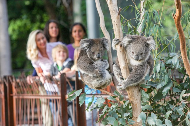 Visit Melbourne Zoo 1-Day Entry Ticket in Marysville, Victoria, Australia