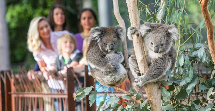 Melbourne: 1-Day Entry Ticket to Melbourne Zoo | GetYourGuide