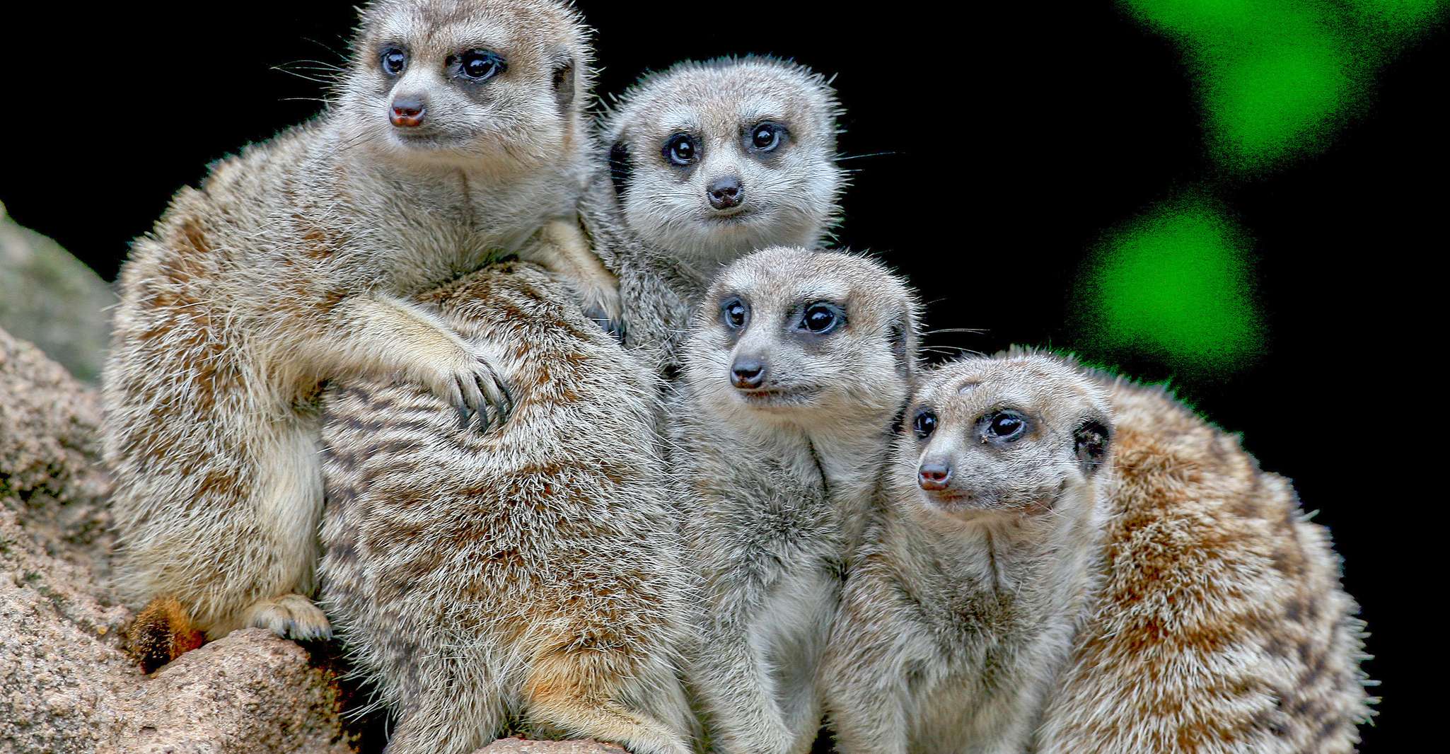 Melbourne Zoo: 1-Day Entry Ticket photo 6