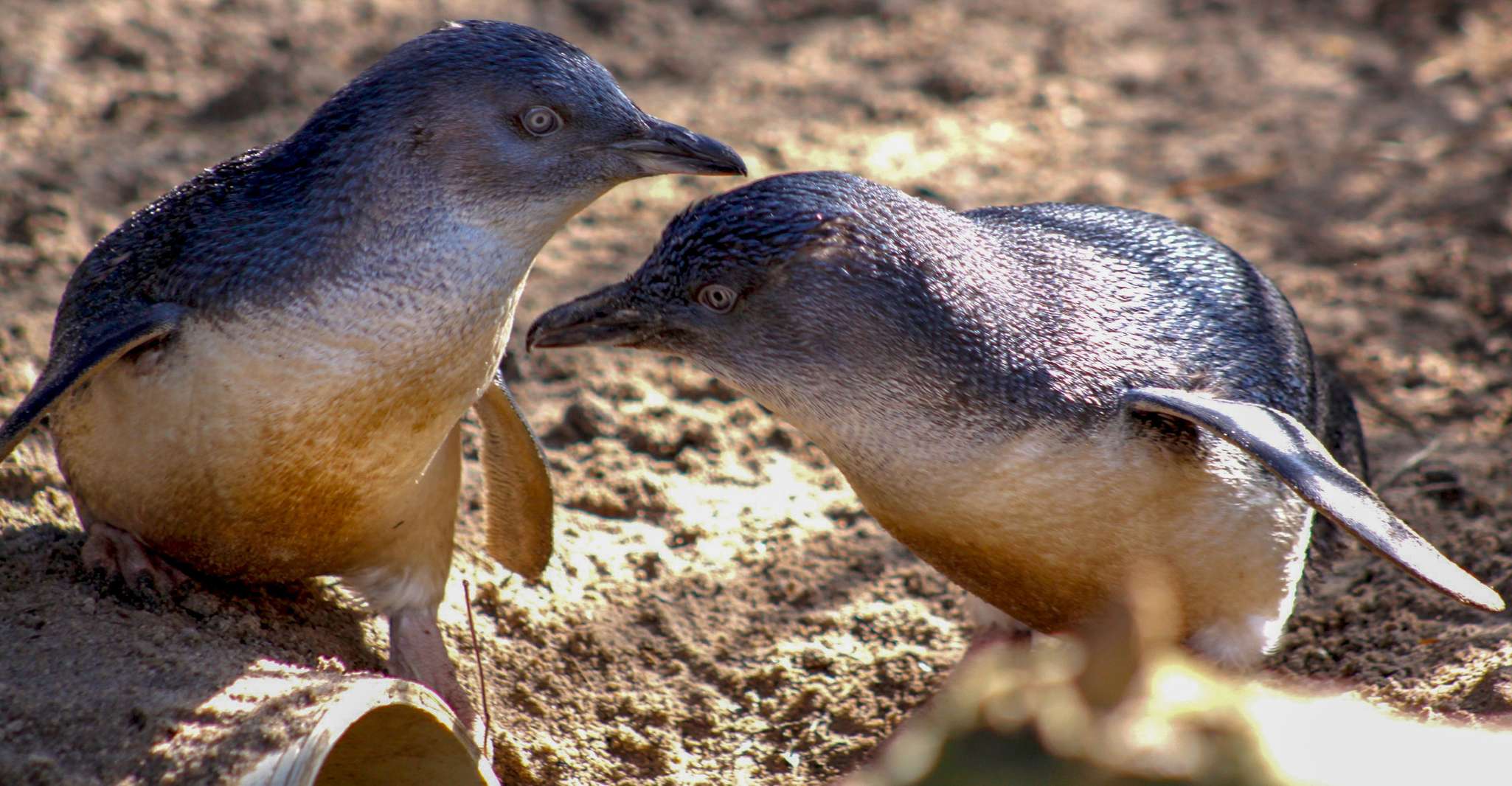 Melbourne Zoo: 1-Day Entry Ticket photo 7