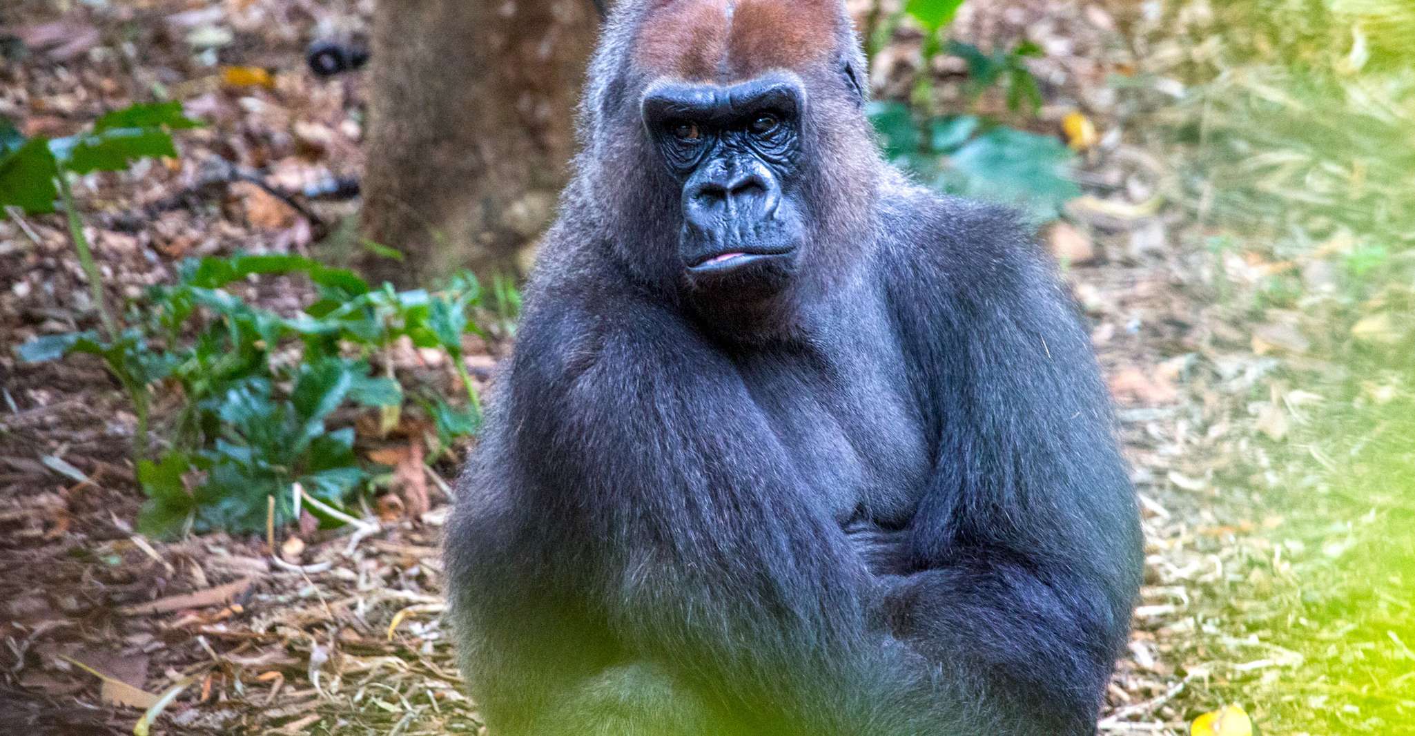 Melbourne Zoo: 1-Day Entry Ticket photo 8