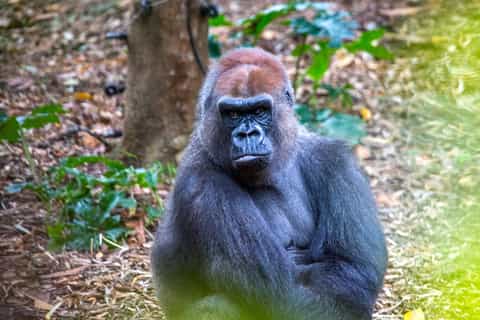 Melbourne Zoo 1-Day General Admission Ticket