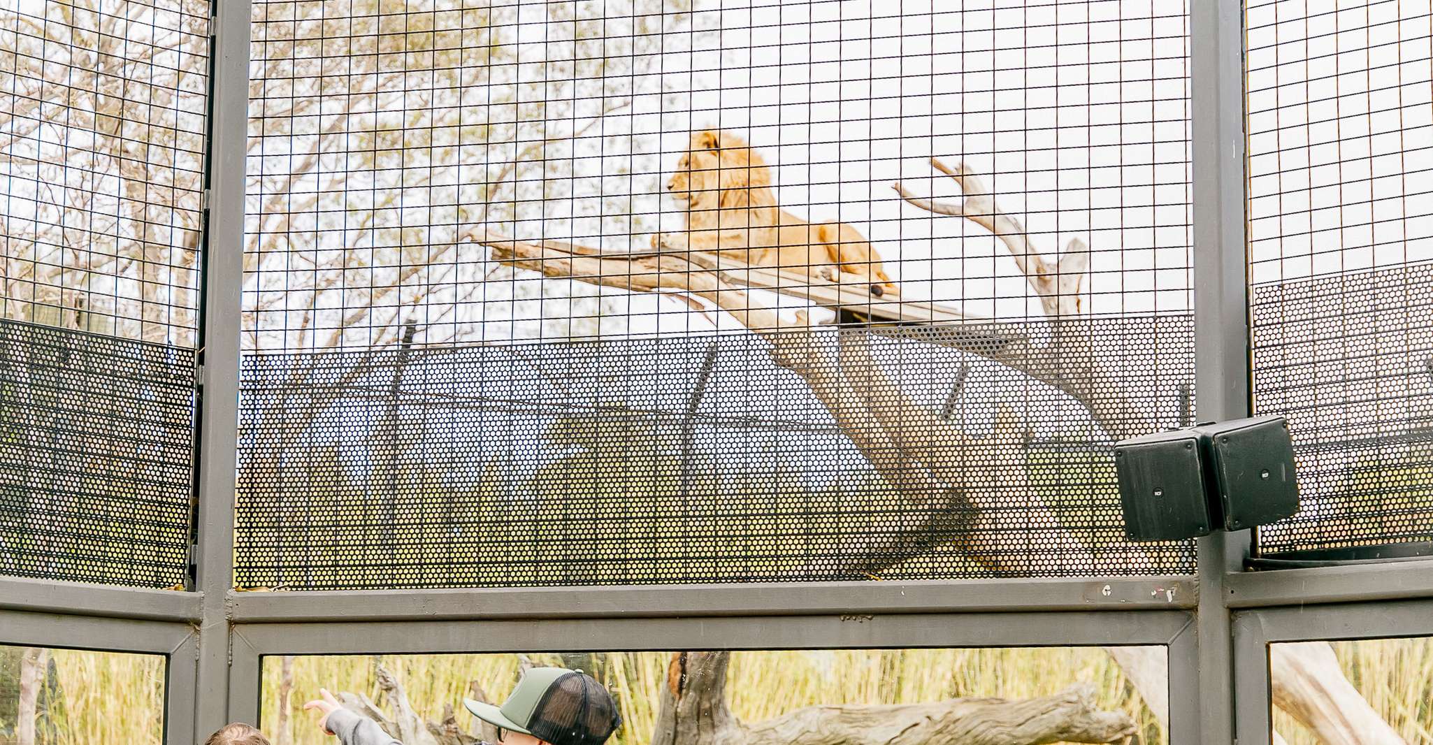 Melbourne Zoo: 1-Day Entry Ticket photo 9