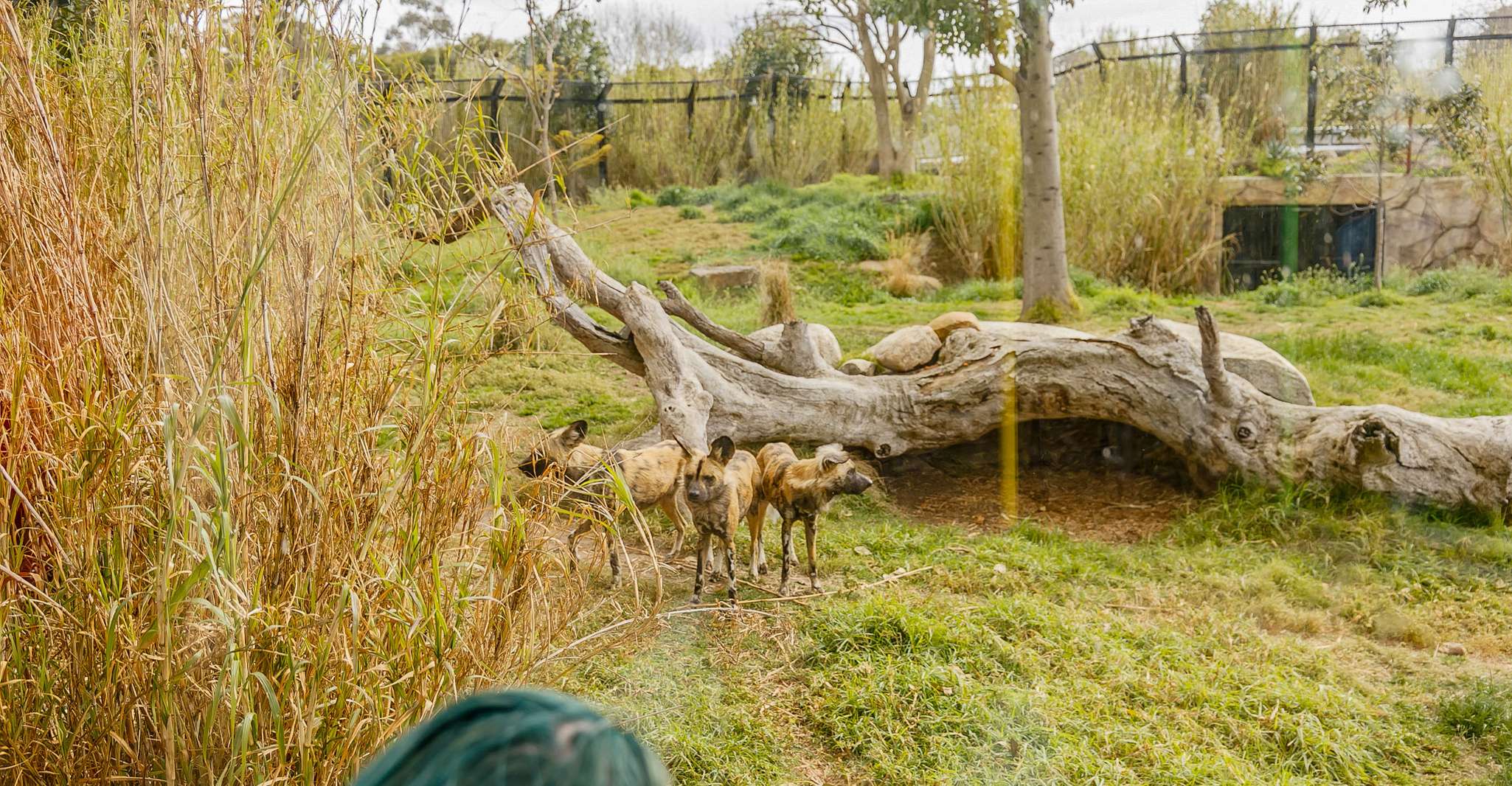 Melbourne Zoo: 1-Day Entry Ticket photo 10