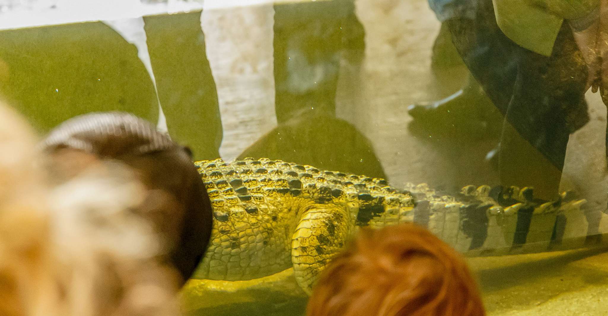 Melbourne Zoo: 1-Day Entry Ticket photo 11